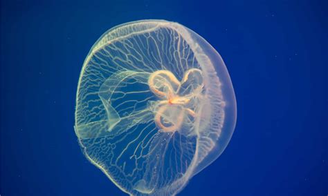 Jellyfish vs Man O’ War: What Are 8 Key Differences? - AZ Animals