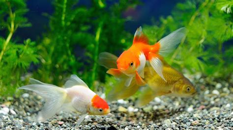 Desktop Wallpaper Beautiful Fishes In Aquarium, Hd Image, Picture ...