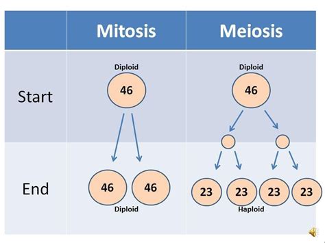 97 Cool Does Meiosis Begin With Haploid Or Diploid Cells - insectza