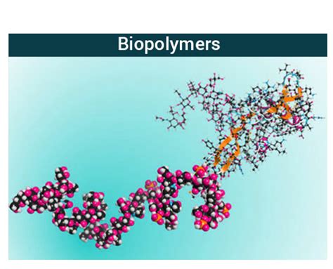 Biopolymers - Definition, Types, Examples & Applications of Biopolymers