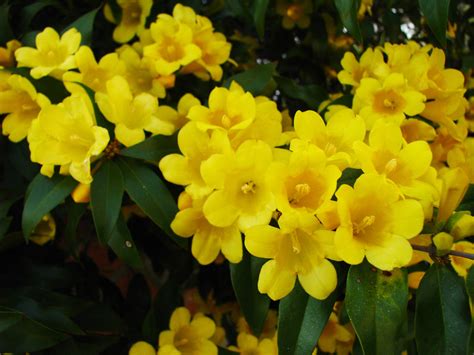 Yellow Jessamine | State flower of South Carolina Boone Hall… | Flickr