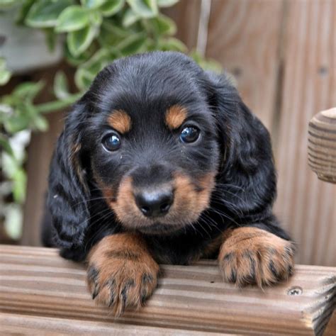 Miniature Dachshund Studs | Lancaster Puppies