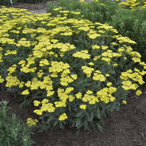 Achillea 'Sassy Summer Lemon' PPAF (25) BR Plants | Achillea, Plants ...