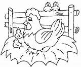 Chicken Coloring Pages  Best For Kids sketch template
