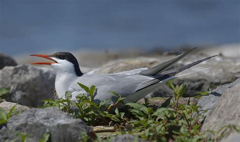 Common Tern | Nesting Terns | Roger Daigle | Flickr