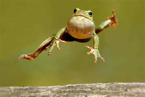 Why Do Frogs Croak? Why Do They Ribbit? - A-Z Animals