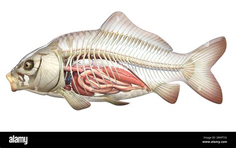 Fish anatomy, illustration Stock Photo - Alamy