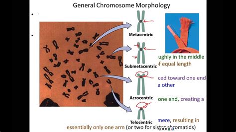 Lecture 11 - Chromosome Variation - YouTube