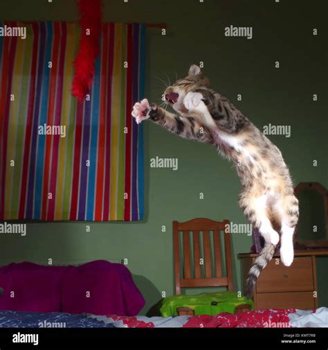 Tabby kitten jumping on bed Stock Photo - Alamy