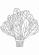 Spinach vegetable coloring Page  Download Free sketch template
