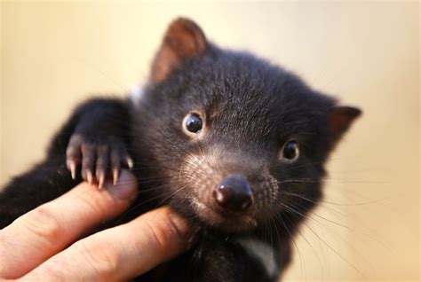 40 Tassie devil babies boost ark population - Australian Geographic