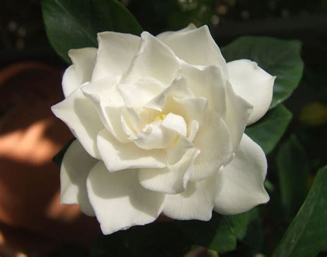 Archivo:White Gardenia flower.jpg - Wikipedia, la enciclopedia libre