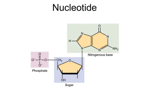 Nucleotides DNA Diagram Labeled Simple