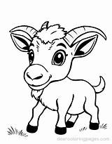 Baby Goat Coloring Pages sketch template