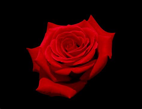 File:Red rose with black background.jpg - Wikimedia Commons