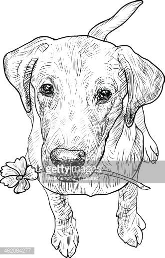 Labrador Retriever Stock Clipart | Royalty-Free | FreeImages