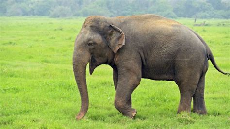 Embark on a Heartwarming Adventure: Join us in Rescuing a Majestic Elephant Trapped in a ...