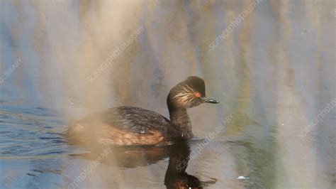 Black necked grebe on water, Yorkshire, UK - Stock Video Clip - K012/3450 - Science Photo Library