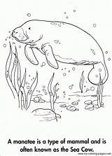 47  Free Printable manatee Coloring Page DarrylEzmae sketch template