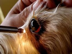 Most Common Yorkie Health Problems