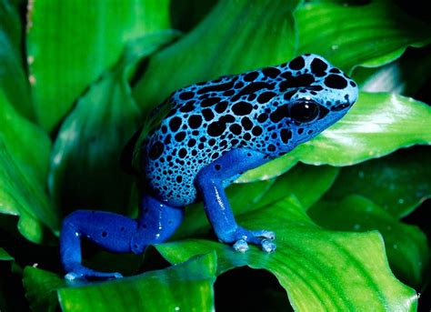 Wallpapers Box: Colored Frog High Definition Wallpapers