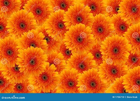 Orange flowers background stock photo. Image of nice, plantlife - 1736710