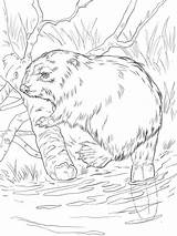 Common Beaver coloring page sketch template