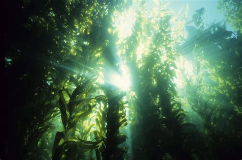 Underwater Forests: Exploring Kelp Canopies - ThurstonTalk