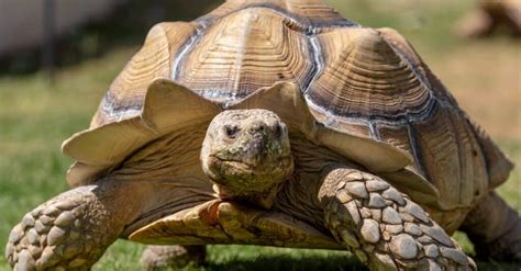 10 Incredible Sulcata Tortoise Facts - Wiki Point