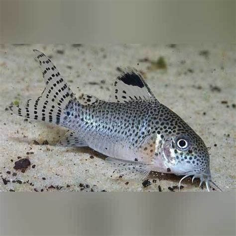Punctatus Cory | Leopard spots, Saltwater aquarium, Catfish