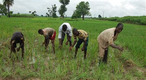 Rice Farmers in East Africa to Benefit from $3million Grant - The ...