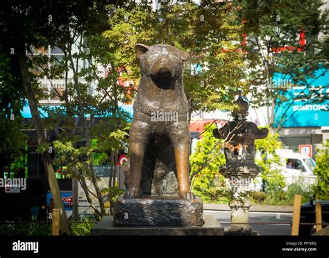 A statue of the famous dog Hachiko, outside of Shibuya Station in Shibuya, Tokyo Japan Stock ...