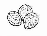 Brussels Sprouts Illustration For Kids Coloring sketch template