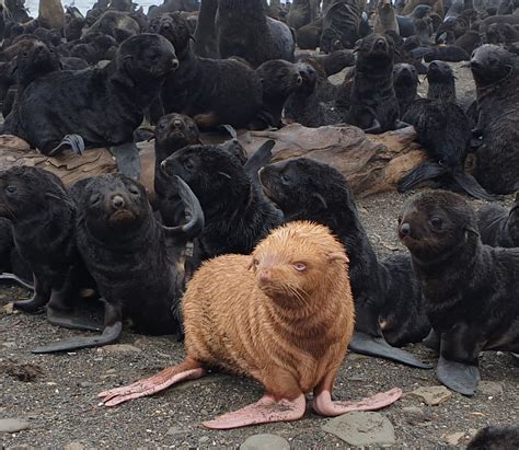 Rare Albino Fur Seal Pup Stands Out | NOAA Fisheries