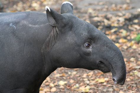 Malayan Tapir @ Edinburgh; 20.10.2009 » Edinburgh Zoo Gallery | Tapir, Albino animals, Tropical ...