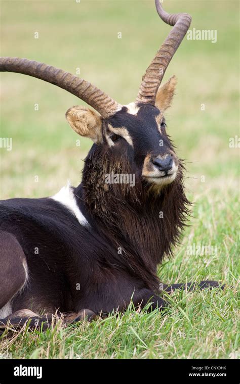 Antelope Hooves Horns Nile Lechwe wasserbock Stock Photo - Alamy