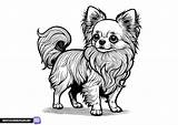 Chihuahua coloring page  Free Printable pages sketch template