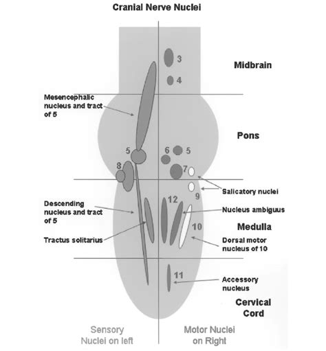 Diagram of motor and sensory cranial nerve nuclei location in hindbrain ...