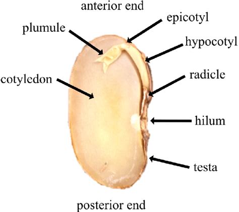 The interior surface of a contemporary pinto bean cotyledon. | Download ...