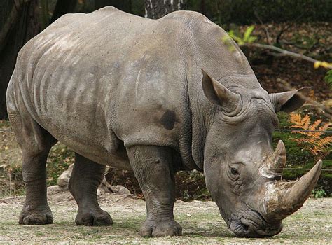 Sumatran Rhino (Dicerorhinus sumatrensis)