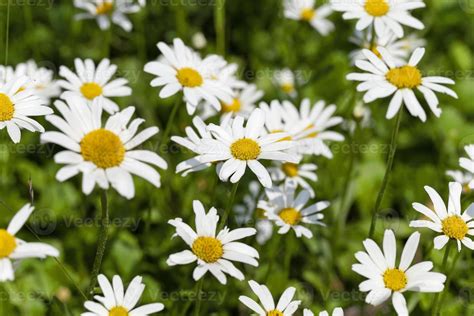 white daisy flowers. 9662733 Stock Photo at Vecteezy