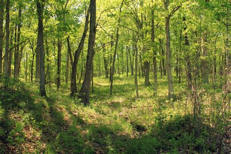 Forest Hiking Trail image - Free stock photo - Public Domain photo ...