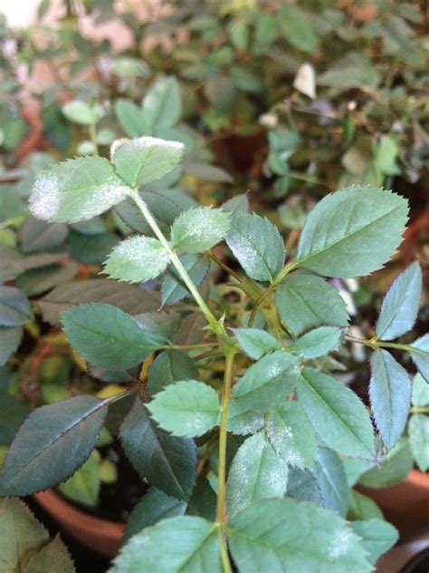 Powdery Mildew On Roses