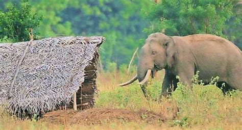 One dead in Polonnaruwa elephant attack