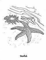 Starfish Coloring Page To Print  ColoringBay sketch template