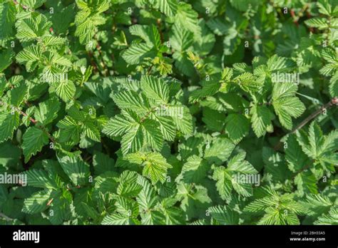 Meadowsweet / Filipendula ulmaria leaves in Spring sunshine. Medicinal ...