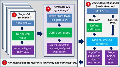 Common cell type nomenclature for the mammalian brain | eLife