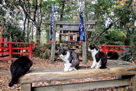 Miyori Shrine (Cat Shrine) | Japan Cheapo