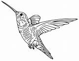 Colibri Throated Ruby Hummingbirds Stencil Stencils Webstockreview  sketch template