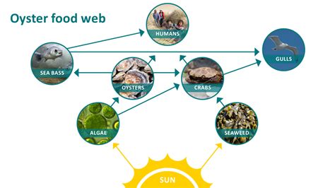 Key Stages resources – Wild Oysters project